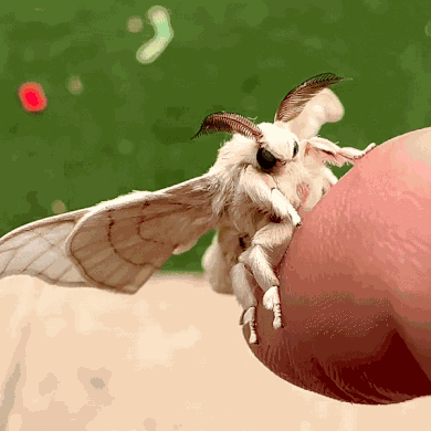Moth GIF