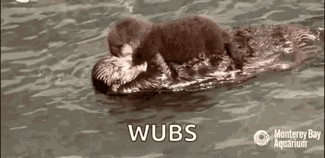 Mothers Love Sea Otter GIF