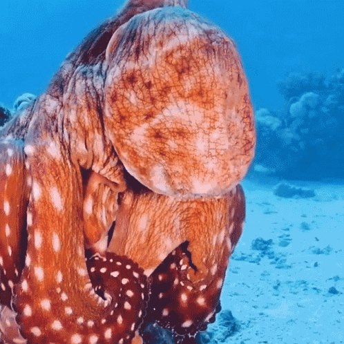 Moving To Another Rock Octonation GIF