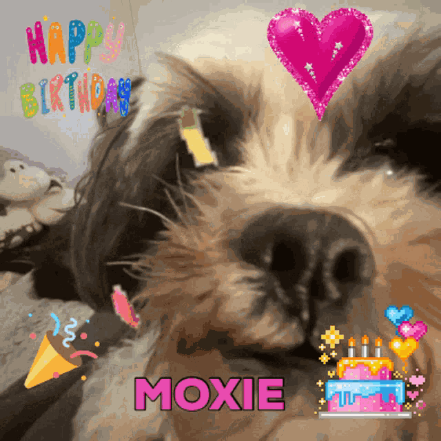 Moxie Dog GIF