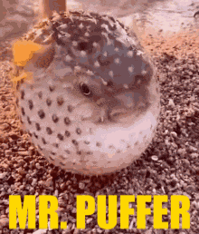 Mr Fish Mr Puffer GIF