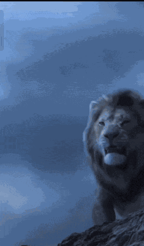 Mr Marco Marco Don GIF