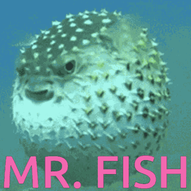 Mrfish Pufferfish GIF