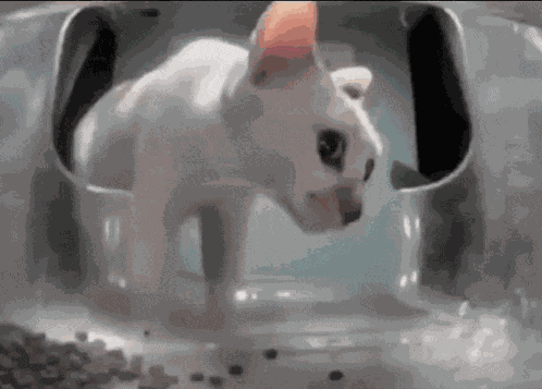 Mrs Kirby Hello Street Cat GIF