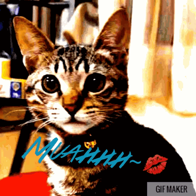 Muah Cat GIF