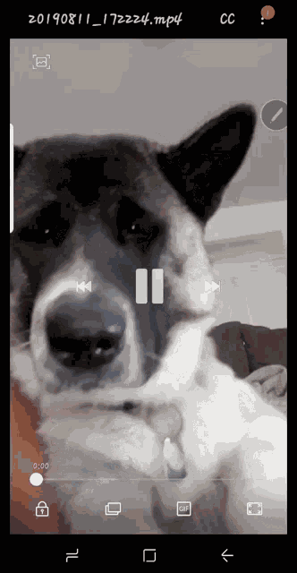 Muceman Sleepy Bear GIF