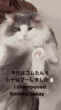 Mugimeshi323 Komugi GIF