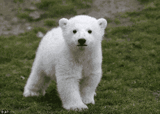Mujumka Coffee GIF