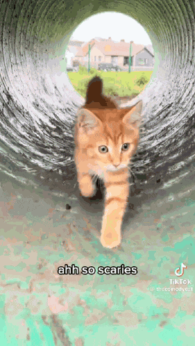 Munchkins Junior Orange Cat GIF