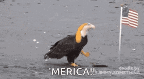 Murica GIF