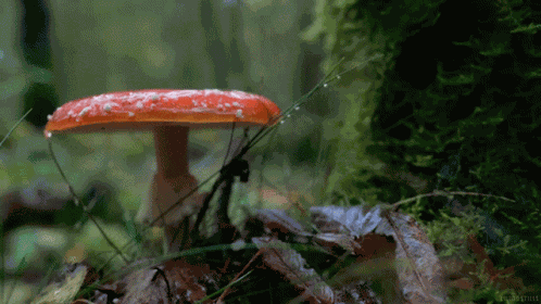 Mushroom GIF