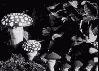 Mushroom Psychedelia GIF