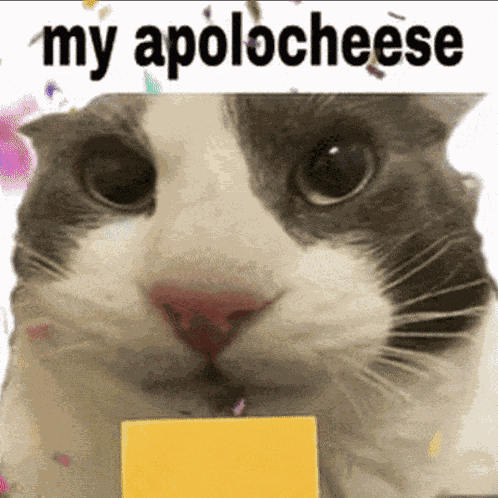 My Apologies Cheese GIF