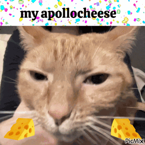 My Apologies My Apolocheese GIF