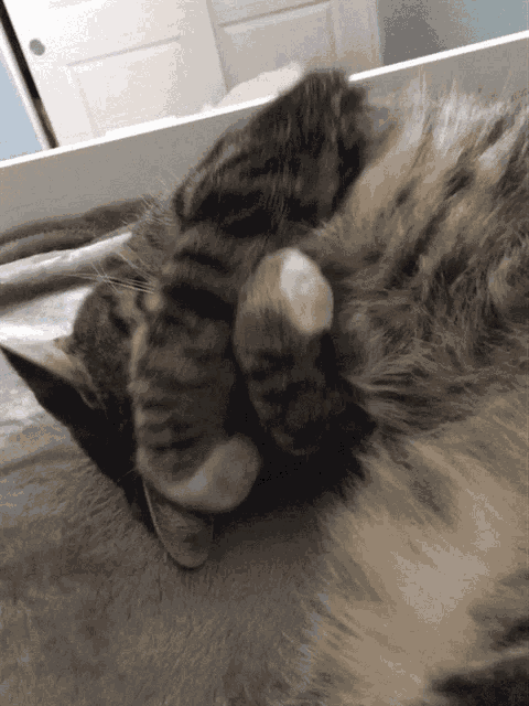 My Cat Cat GIF