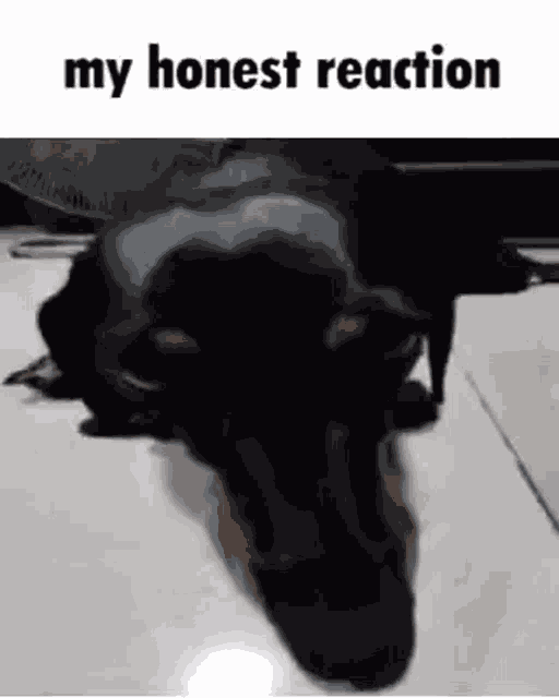 My Honest Reaction Dog GIF