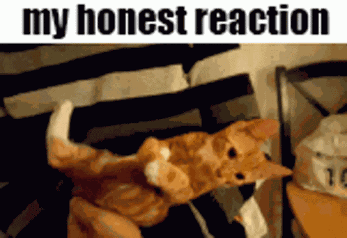 My Honest Reaction My Honest Reaction Meme GIF