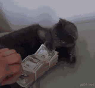 My Money Cat GIF