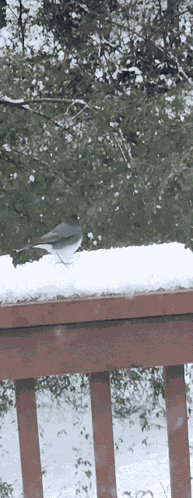 Mystery Bird Black Bird With White Belly GIF