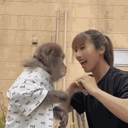 N06ara Monkey Funny GIF