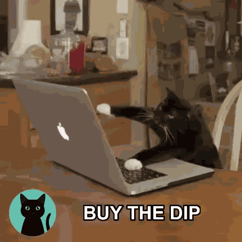 Nacho The Kat Meme Coin GIF