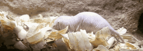 Naked Mole Rat Hairless Mole Rat GIF