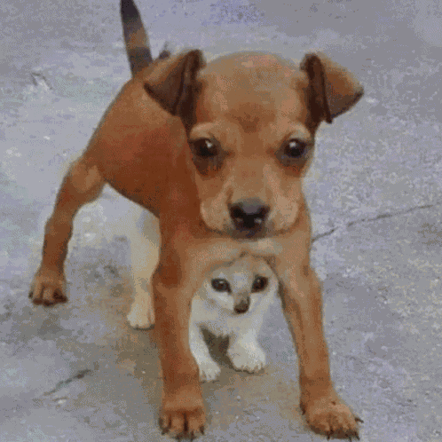 Namjin Dog GIF
