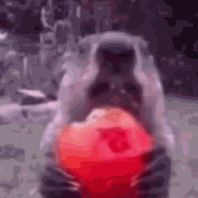 Naomi Gif Groundhog GIF