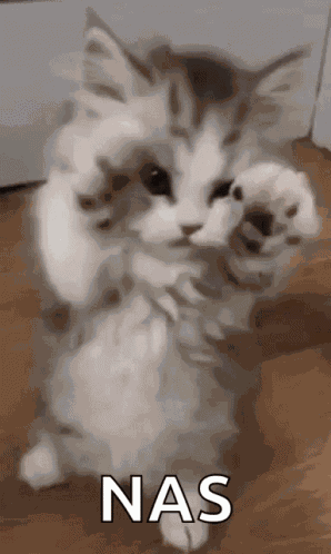 Nas Kitten GIF