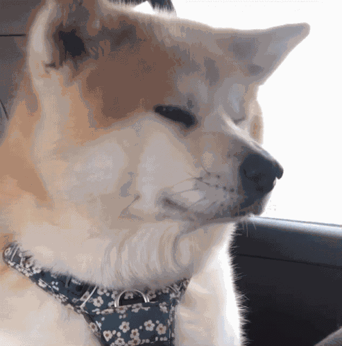 Nasus Dog GIF