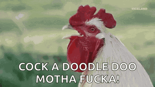 Natty Rooster GIF