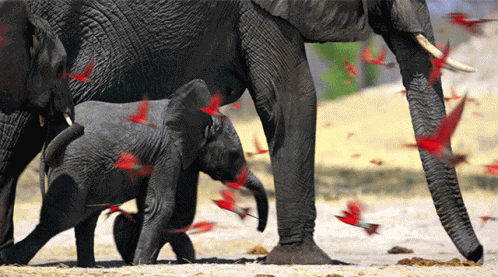 Nature Elephant GIF