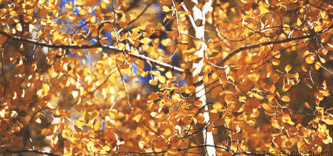 Nature Relaxing GIF
