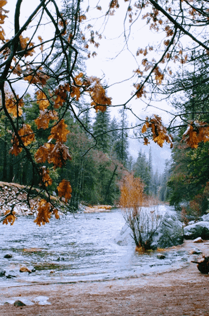 Nature River GIF
