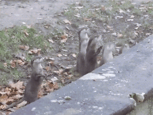 Naughty Otters Otters GIF