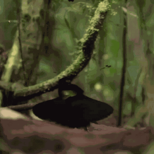 Neck Dance Bird GIF