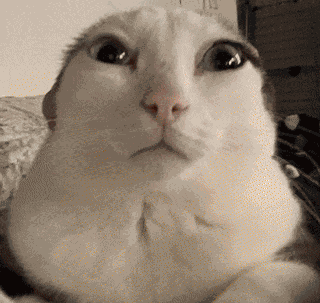 Nepunator Cat GIF