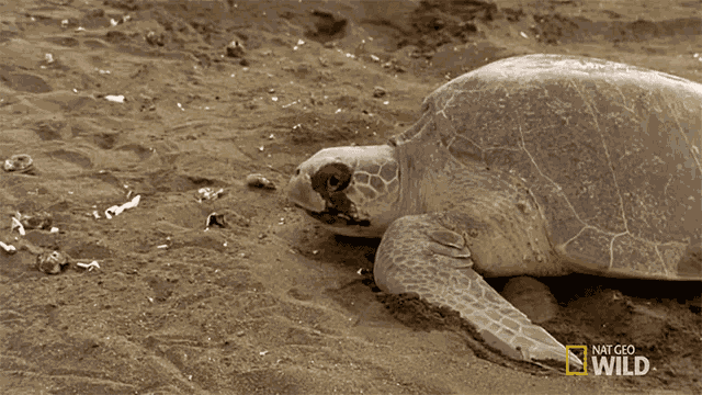 Nesting Nat Geo Wild GIF