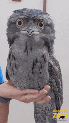 Nev Nevolent GIF