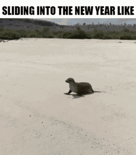 New Year Seal GIF
