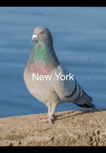 New York Pigeon GIF