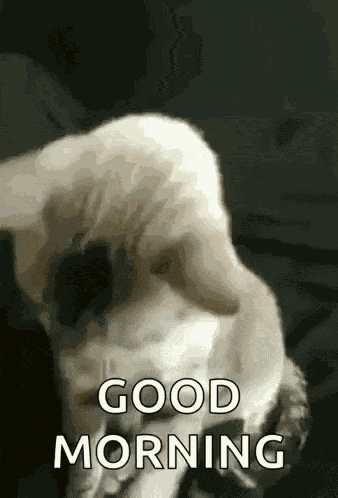 Nice To Meet You Cat GIF