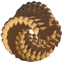 Nick Amato Nick Amato Snake Sticker