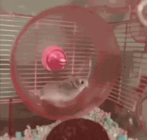 Niclas Van Gerten GIF