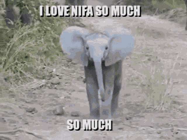 Nifa GIF
