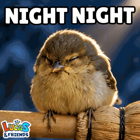 Night Night Good Night GIF