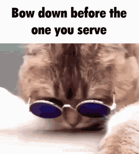 Nine Inch Nails Cat GIF