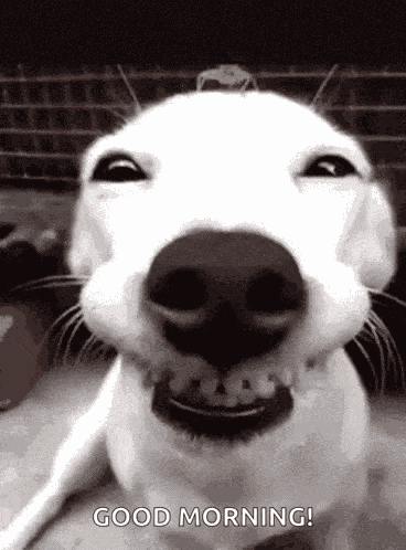 Nini Dog GIF