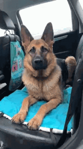 Ninya German Shepherd GIF