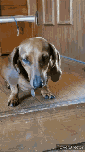 No Dachshund GIF